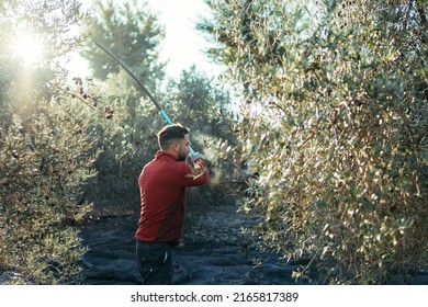 man about to hit the branches of an olive tree with a wooden stick