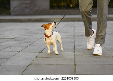 Man with adorable Jack Russell Terrier on city street, closeup. Dog walking - Shutterstock ID 2231039303