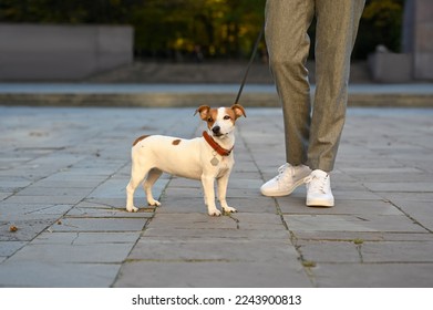 Man with adorable Jack Russell Terrier on city street, closeup. Dog walking - Shutterstock ID 2243900813