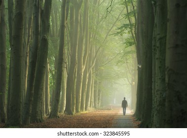 Man alone walking in a foggy lane of trees during a nice, autumn sunrise.