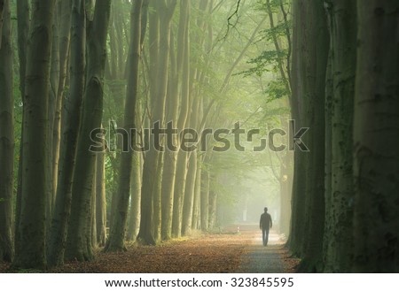 Man alone walking in a foggy lane of trees during a nice, autumn sunrise.