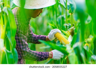 Man Asian Farmer Wearing A Red Plaid Shirt And White Gloves.using Scissors To Cut  Yellow Corn From  Plant In Garden.concept Of Harvesting Agricultural Products For Sell To  Market.