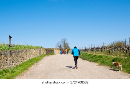 Man athlete with dog running on the road with nature. Landscape of vineyard with much empty grapes trees and green gras with flowers in the sun day. Sport on the spring nature background.