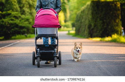 A man with a baby stroller in a park and with a welsh corg pembroke dog walking during a nice weather  - Powered by Shutterstock