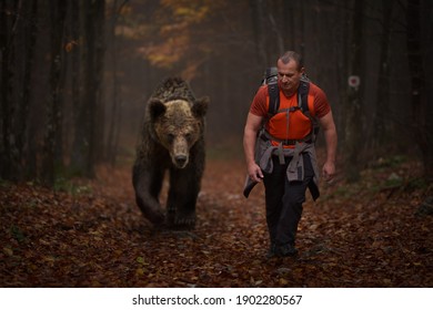 Man With Backpack Hiking In The Mountain Woods Alongside A Huge Grizzly Bear