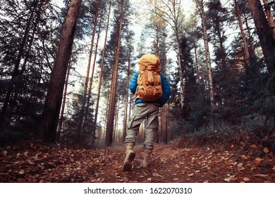 man with  backpack a view from the back, hiking in the forest, autumn landscape, the back of  tourist with a backpack