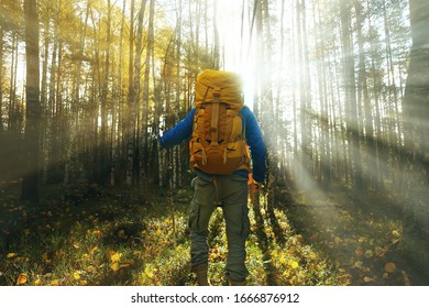 man with  backpack a view from the back, hiking in the forest, autumn landscape, the back of  tourist with a backpack