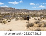 A man with backpack walks between dry bushes and Joshua Trees on Arch Rock trail in Joshua Tree National Park, California toward mountains covered with enormous rocks.