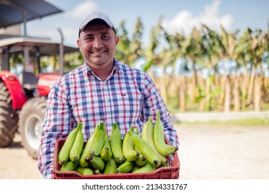 Man in banana farm, holds green bananas in his hands. - Shutterstock ID 2134331767