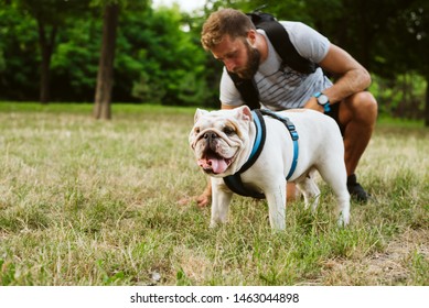 A man with a beard in the park trains his dog, an English bulldog