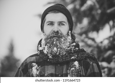 Man With Beard In Winter Forest With Snow. Christmas Hipster In Hat At Wood. New Year Man In Snowy Cold Forest. Wanderlust, Hiking And Travel. Winter Holiday And Celebration.