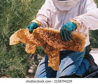 A Man In Bee Veil And Jacket Removing Africanized Bee Infestation, Pest Control