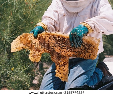 A Man in bee veil and jacket removing africanized bee infestation, pest control
