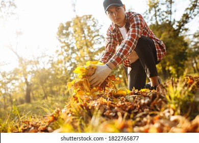 A Man Being A Volunteer Collects Old Yellow And Red Leaves On A Lawn Wearing Gloves And Red Shirt. Young Communal Worker Cleans The Park From Fallen Leaves In The Autumn. Seasonal Job Concept.