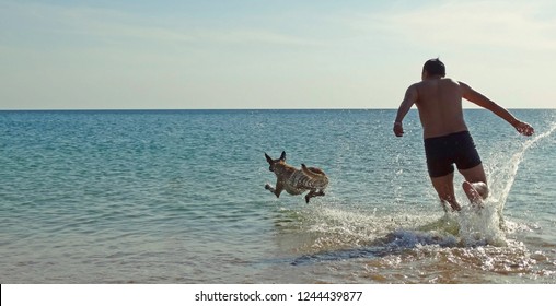 The man and Belgian Shepherd Malinois dog on the beach running into the water