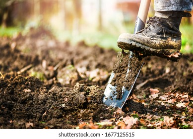 Man boot or shoe on spade prepare for digging. Farmer digs soil with shovel in garden, Agriculture concept autumn detail. - Powered by Shutterstock