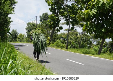 Man Bring Napier Grass Or Elephant Grass On His Head (Pennisetum Purpureum Schaum) For The Food For His Cows, He Walks On Asphalt Road On A Sunny Day 