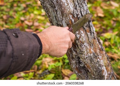 A man in a brown jacket scrapes damaged spots on an apple tree in an autumn garden with a knife before painting with special white tree paint. Garden care in the fall. Gardening, farming - Shutterstock ID 2060338268