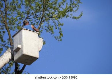 Man In Bucket Truck Saws Tree For Tree Removal Or Trimming