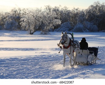 Man In Carriage With White Horse In A Winter Sunny Day