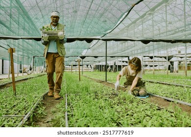 Man carrying plants and woman tending garden beds in well-organized greenhouse. Various plants growing under protective netting, creating vibrant agricultural atmosphere - Powered by Shutterstock