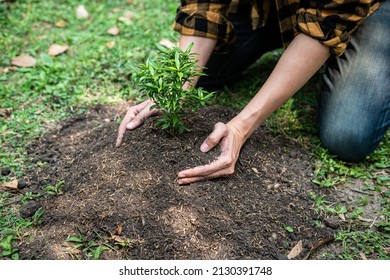 Man carrying seedling in two hands and protection new growing seedling to planting into soil in the garden while reforestation for environment earth - Shutterstock ID 2130391748