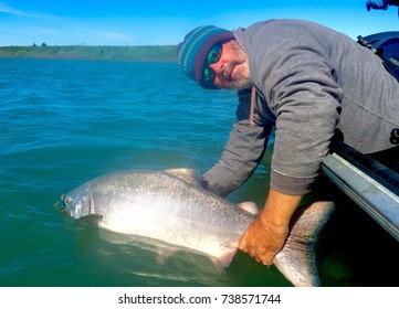Man catches and releases a nice King Salmon at the boat on the Kenai River Alaska