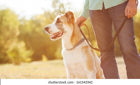 Man And Central Asian Shepherd Walk In The Park. He Keeps The Dog On The Leash.