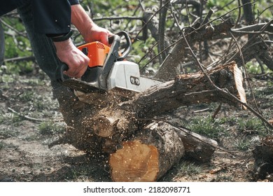 A man with a chainsaw in his hands saws old trees, sawdust fly to the sides.