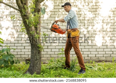 a man with a chainsaw. removes plantings in the garden from old trees, harvests firewood.