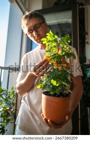 Man checking dwarf yellow cherry tomato plant in pot at home. Urban vegetable growing, indoor farming, balcony gardening, edible plant care, tomato harvest, home crop, apartment greenery, food hobby