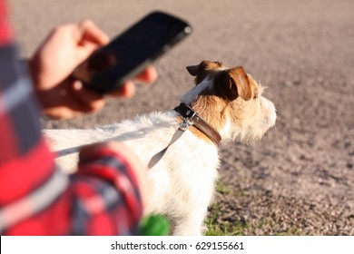 Man Checking The Phone While Taking The Dog Out