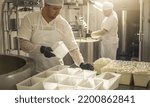 A man is a cheese maker in the process of producing different varieties of cheese in the industry. Concept of natural milk cheese making as a business