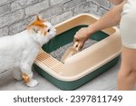 man cleaning cat litter box with dustpan. cleaning the cat litter box. a cat watches a person cleaning the litter box