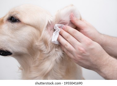 The man is cleaning the dog's ears. Male hands wipe the dirt with a golden retriever napkin. Isolated on white background