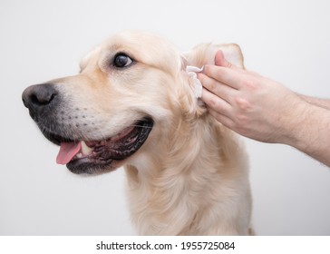 The man is cleaning the dog's ears. Male hands wipe the dirt with a golden retriever napkin. Isolated on white background