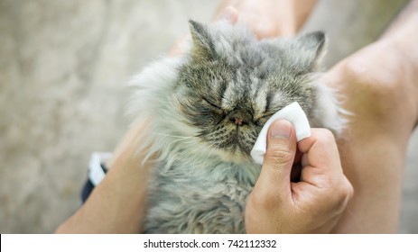 Man Cleaning Eye Of A Gray Striped Persian Cat.