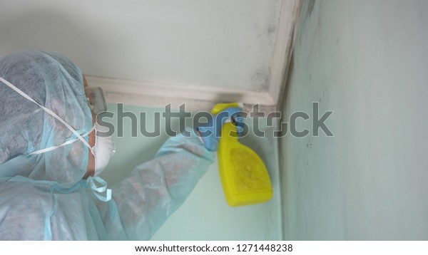 Mold Inspection and Removal in Marlborough  
