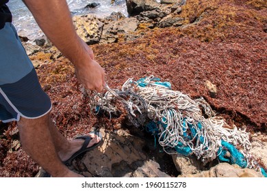 A man cleaning up a pile of tangled turquoise and white rope ghost fishing nets, abandoned gear washed up among a carpet of sargassum seaweed in Bathsheba, Barbados. 