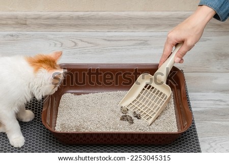 man cleans the cat litter box with a shovel. animal toilet cleaning