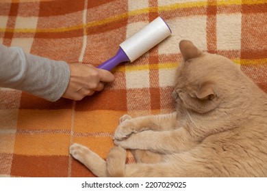 Man Cleans Clothes With A Roller From Cat Hair. Cleaning Clothes From Wool