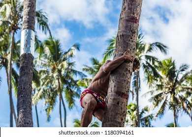 Man Climbing Coconut Tree