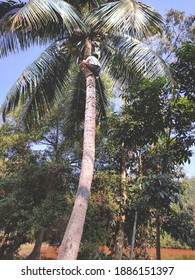 Man Climbing Coconut Tree. Coconut Tree