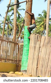 Man Climbing On A Coconut Tree