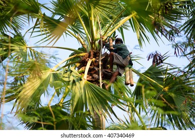 A Man Climbing A Sugar Palm Tree