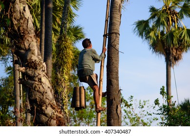 A Man Climbing A Sugar Palm Tree