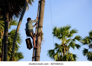 A Man Climbing A Sugar Palm Tree