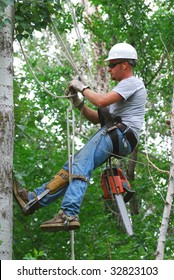 Man Climbing Tree To Cut Branches.