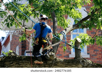 Man climbing a tree using a chainsaw at a city park.