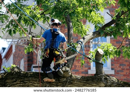 Man climbing a tree using a chainsaw at a city park.